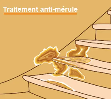 Traitement mérule